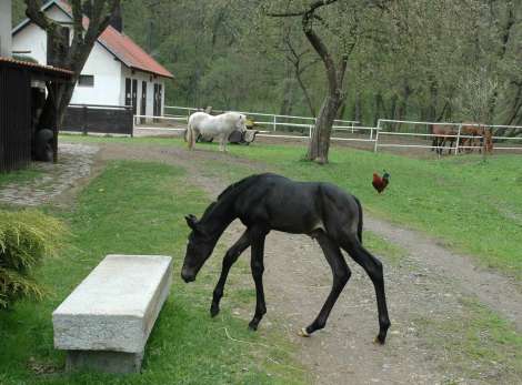 2. obrázek