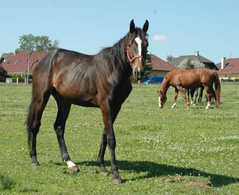 1. obrázek