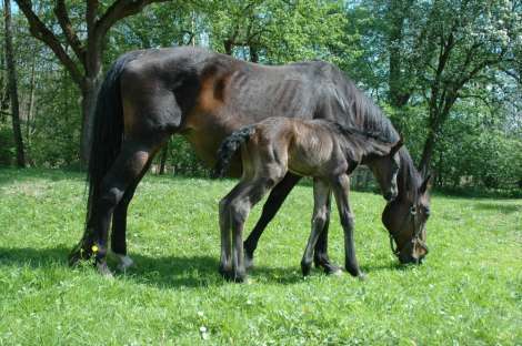 1. obrázek