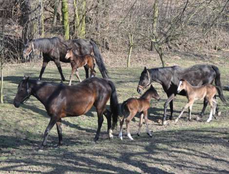 1. obrázek