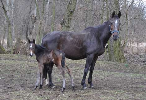 1. obrázek