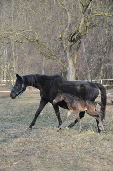 1. obrázek